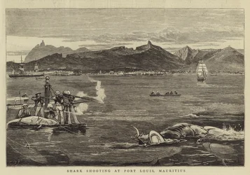 Shark Shooting at Port Louis, Mauritius